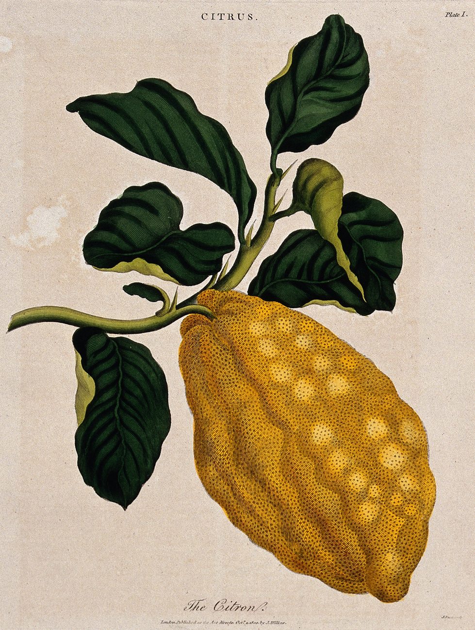 A coloured botanical etching of the citron, Citrus medica - a thick-rinded, knobbly yellow fruit on a leafy branch