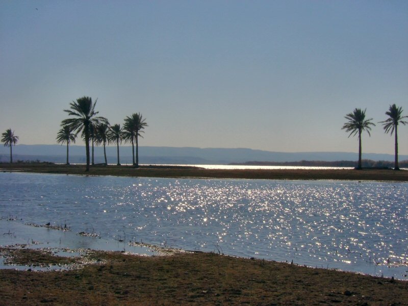 The Euphrates River in Iraq, date palms lining the far bank