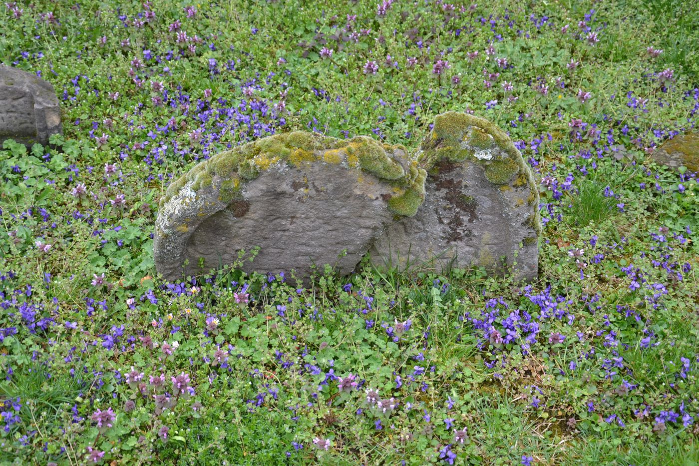 Weathered gravestones among wildflowers at the Heiliger Sand cemetery in Worms, one of the oldest surviving Jewish cemeteries in Europe.